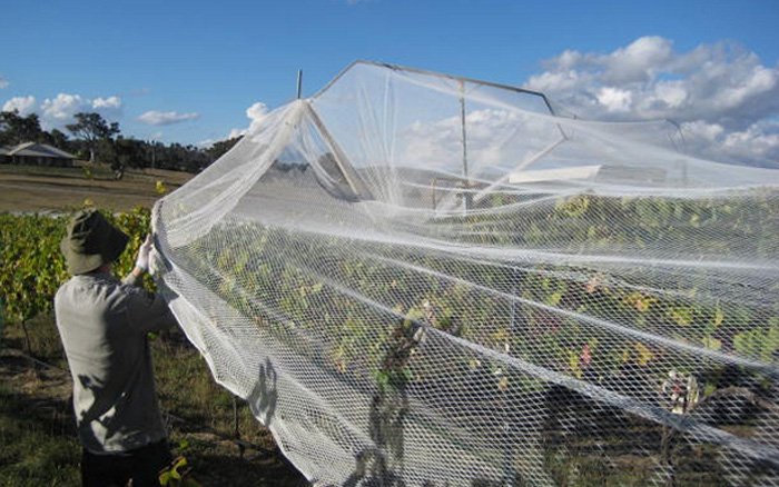 Anti Bird Netting